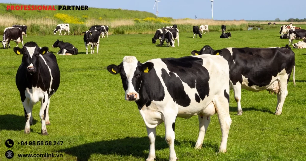 Cung cấp thức ăn gia súc