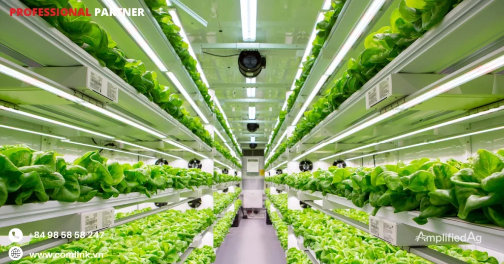 Hệ thống thủy canh của trang trại container