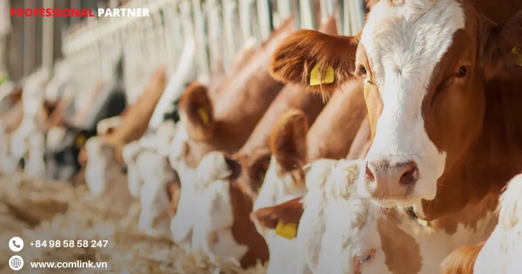 Khó khăn việc cho bò ăn