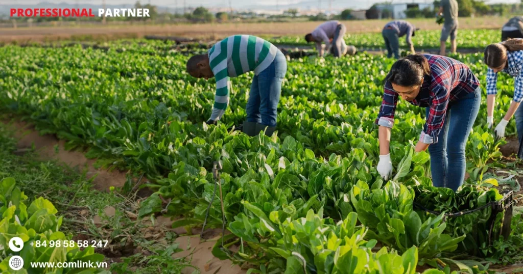 Khó khăn giám sát lao động nông nghiệp