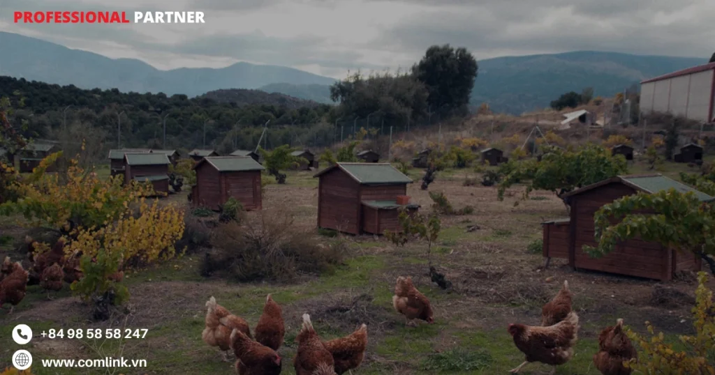 Khó khăn tự động hóa trang trại trứng