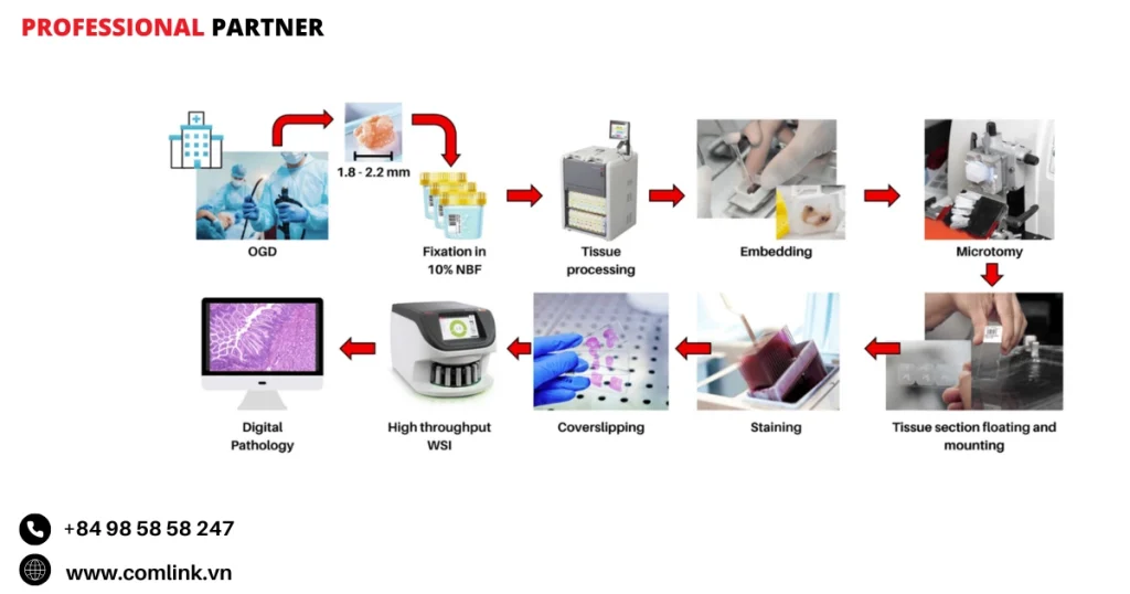 Định lượng các đặc điểm hình thái học tế bào và mô