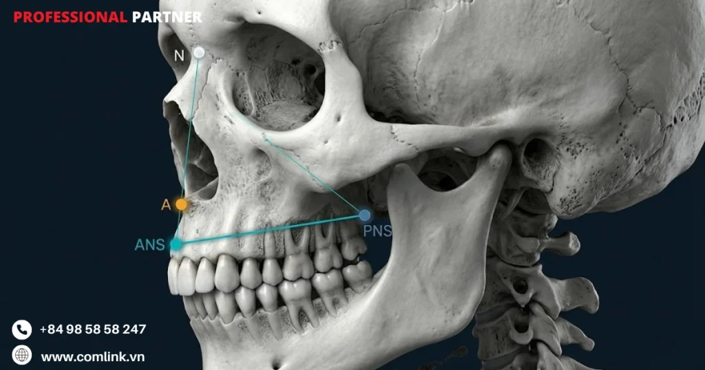 Nhóm 3 xương hàm trên